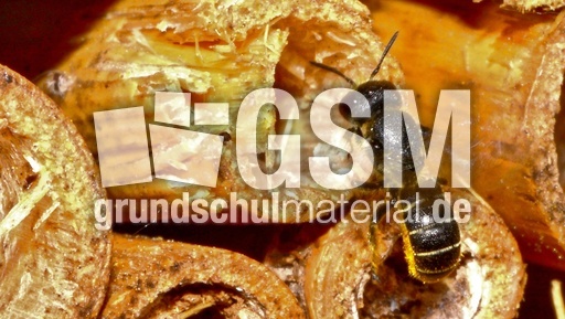 Gemeine Löcherbiene_1.jpg